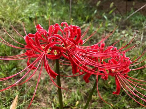 曼陀羅華 曼珠沙華